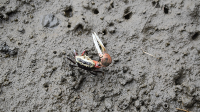 城市生活污水生产的污泥去哪了